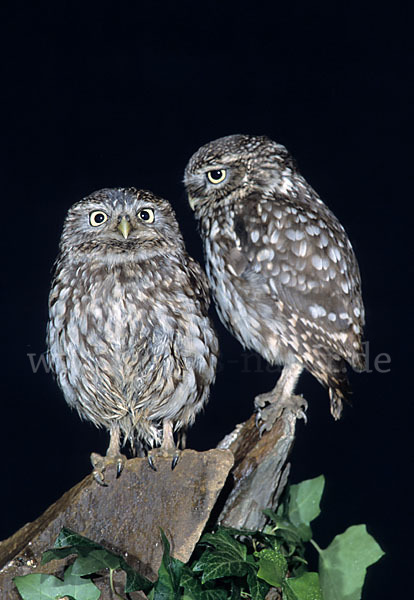 Steinkauz (Athene noctua)