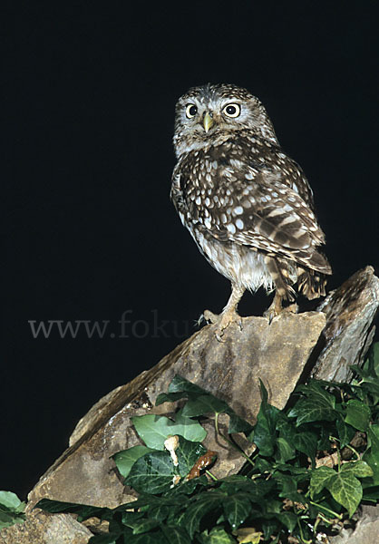 Steinkauz (Athene noctua)