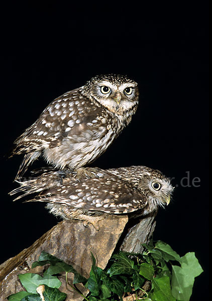 Steinkauz (Athene noctua)