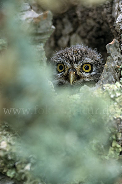 Steinkauz (Athene noctua)