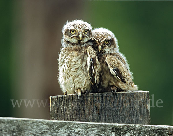 Steinkauz (Athene noctua)