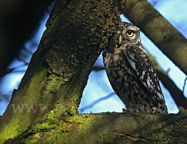 Steinkauz (Athene noctua)