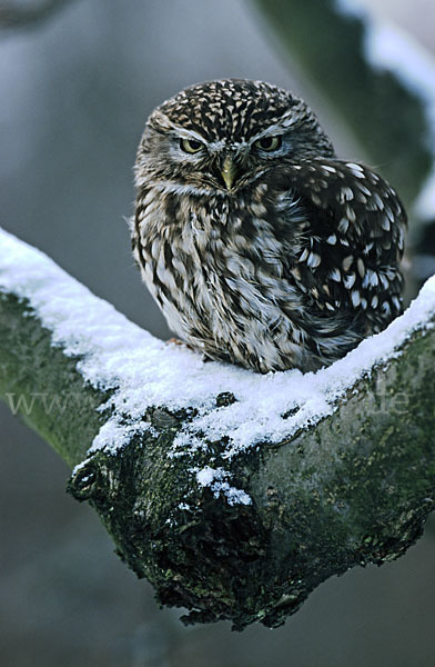 Steinkauz (Athene noctua)