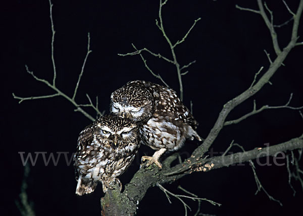 Steinkauz (Athene noctua)