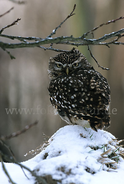 Steinkauz (Athene noctua)