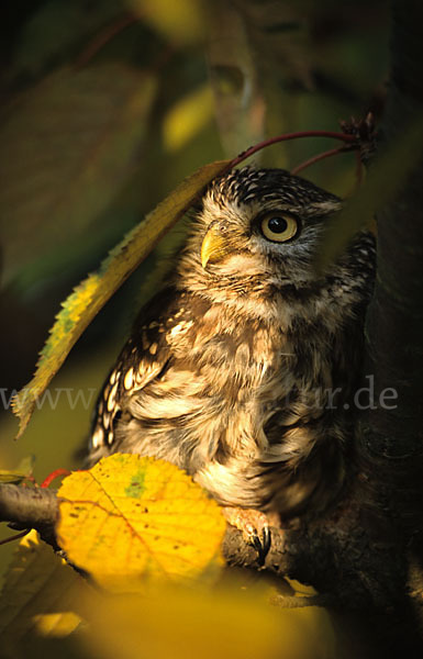 Steinkauz (Athene noctua)