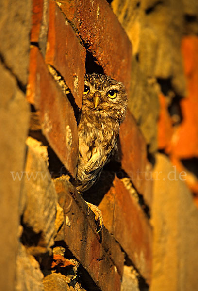 Steinkauz (Athene noctua)