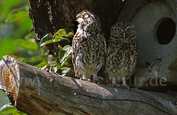 Steinkauz (Athene noctua)