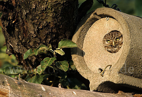 Steinkauz (Athene noctua)