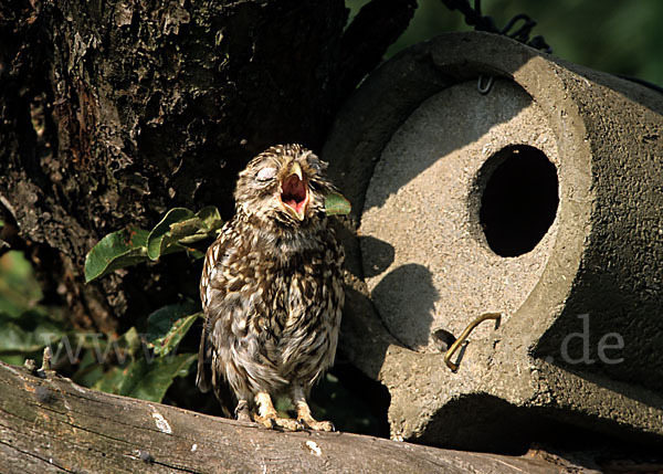 Steinkauz (Athene noctua)