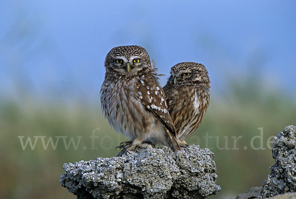 Steinkauz (Athene noctua)