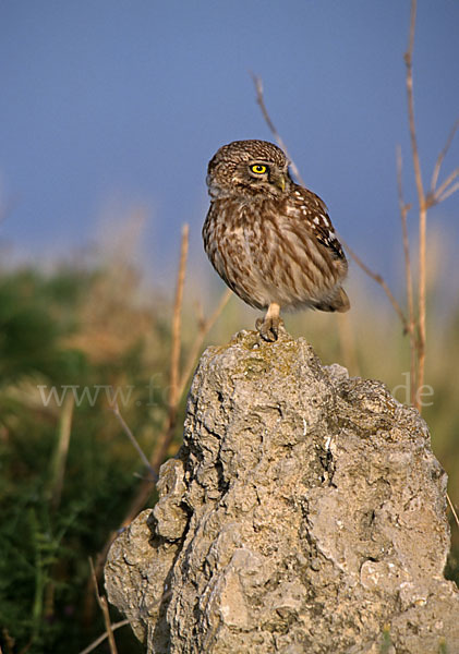 Steinkauz (Athene noctua)