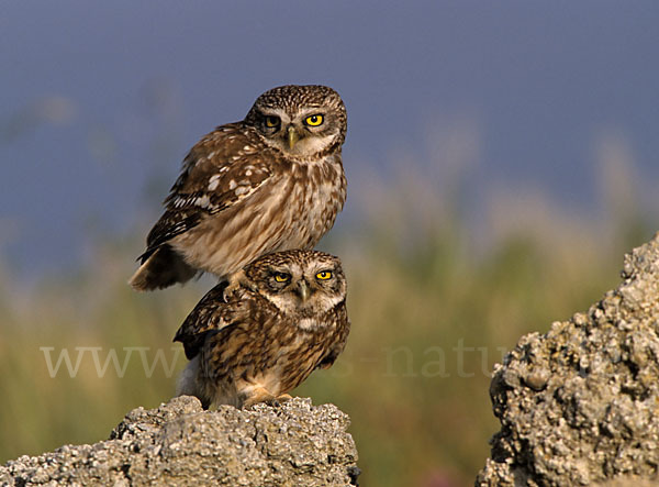 Steinkauz (Athene noctua)