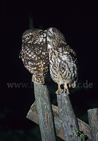 Steinkauz (Athene noctua)