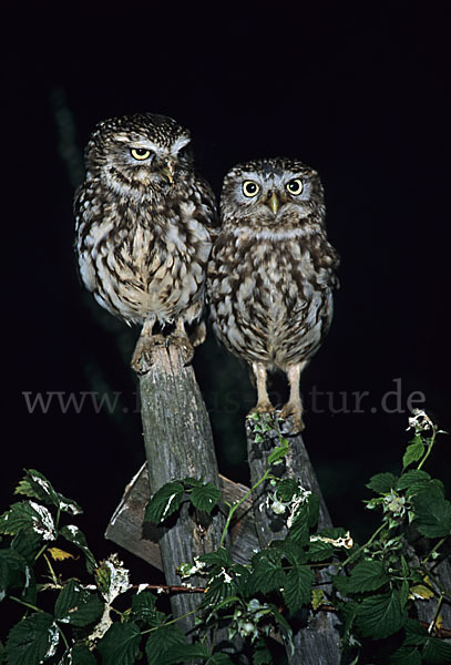 Steinkauz (Athene noctua)