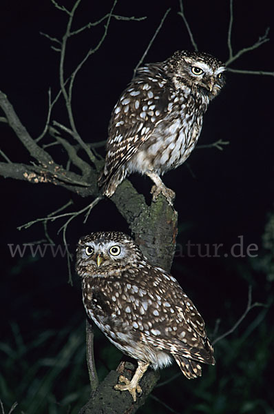 Steinkauz (Athene noctua)