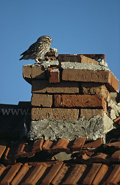 Steinkauz (Athene noctua)