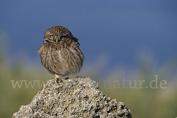 Steinkauz (Athene noctua)