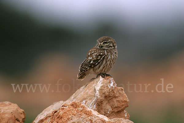 Steinkauz (Athene noctua)