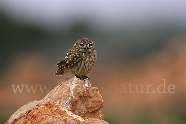 Steinkauz (Athene noctua)