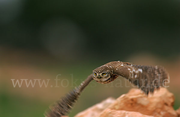 Steinkauz (Athene noctua)