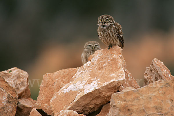 Steinkauz (Athene noctua)