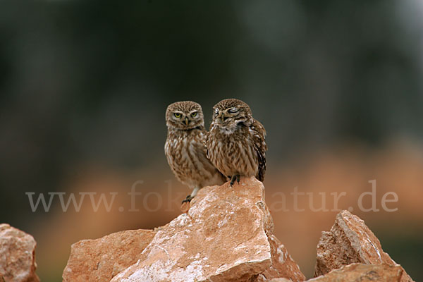 Steinkauz (Athene noctua)