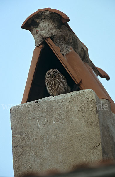 Steinkauz (Athene noctua)