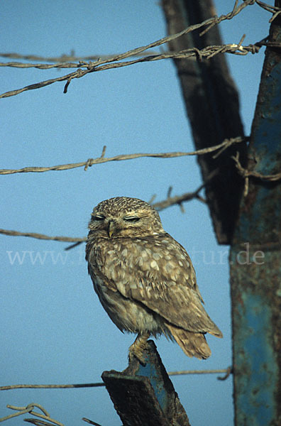 Steinkauz (Athene noctua)