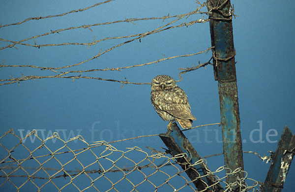 Steinkauz (Athene noctua)