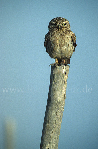 Steinkauz (Athene noctua)