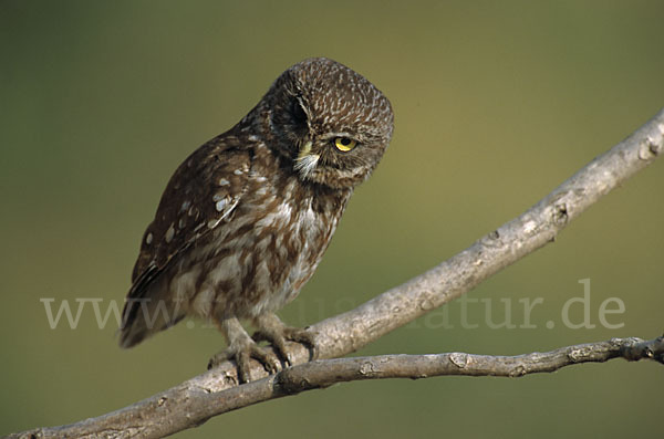 Steinkauz (Athene noctua)