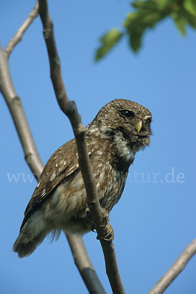 Steinkauz (Athene noctua)