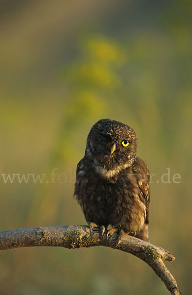 Steinkauz (Athene noctua)