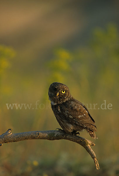 Steinkauz (Athene noctua)