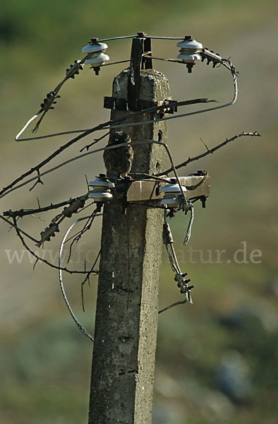 Steinkauz (Athene noctua)