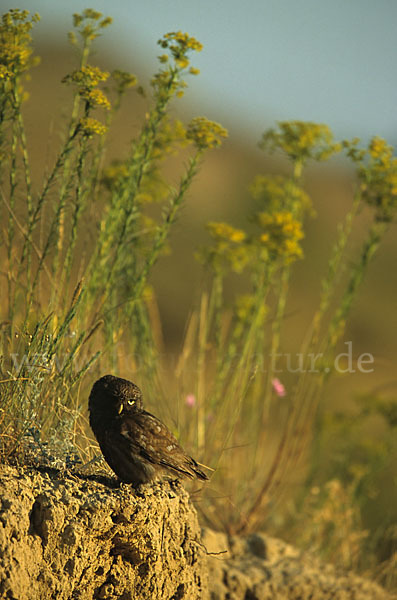 Steinkauz (Athene noctua)