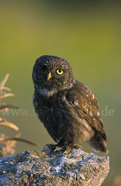 Steinkauz (Athene noctua)