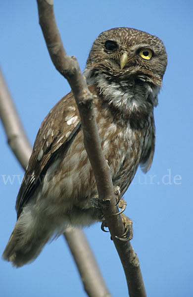 Steinkauz (Athene noctua)