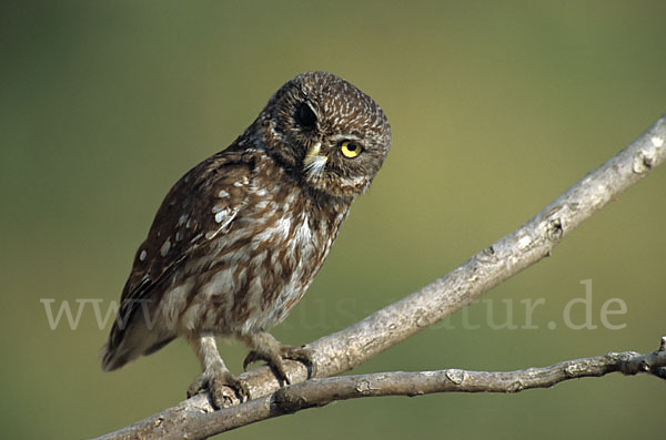 Steinkauz (Athene noctua)