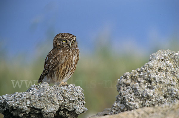 Steinkauz (Athene noctua)