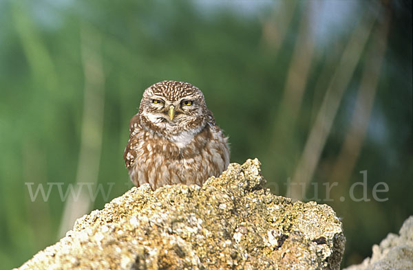 Steinkauz (Athene noctua)