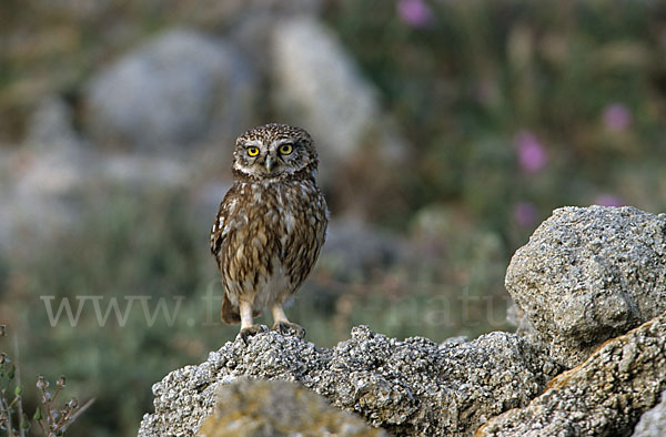 Steinkauz (Athene noctua)