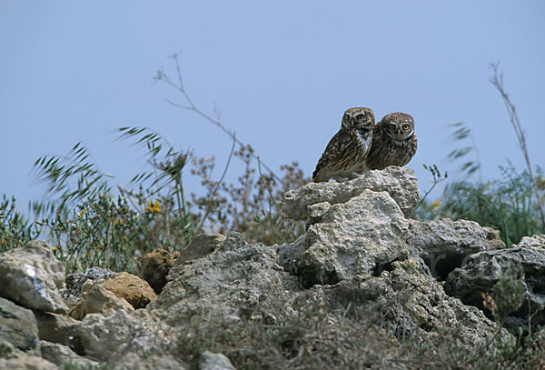 Steinkauz (Athene noctua)