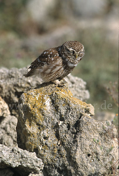 Steinkauz (Athene noctua)