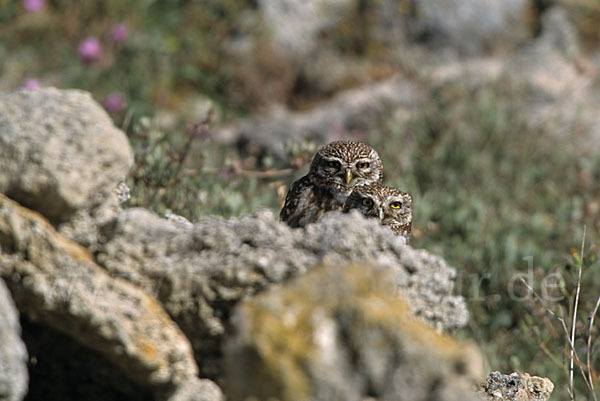 Steinkauz (Athene noctua)