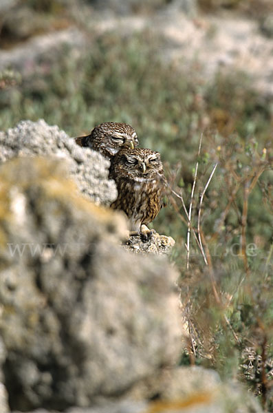 Steinkauz (Athene noctua)