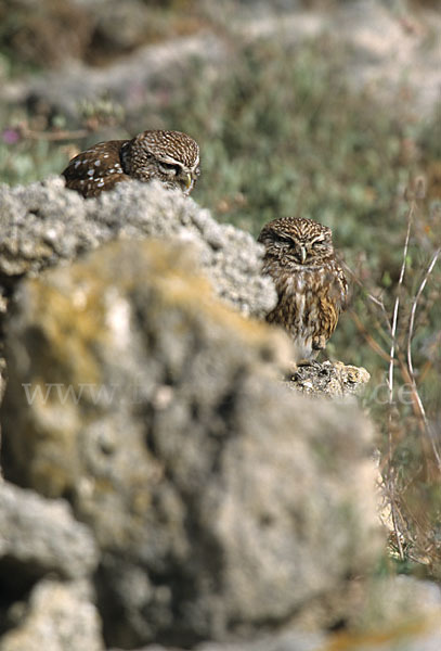 Steinkauz (Athene noctua)