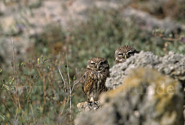 Steinkauz (Athene noctua)