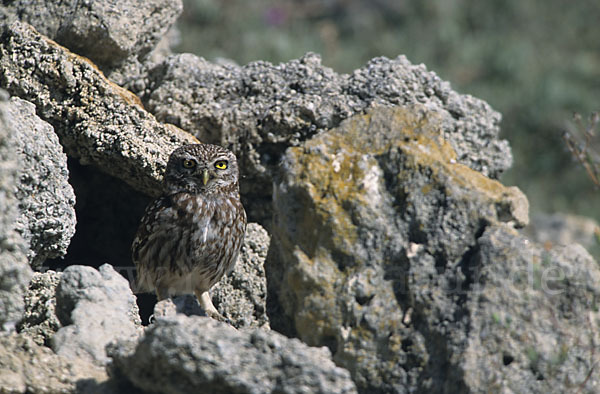 Steinkauz (Athene noctua)